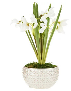 Potted Snowdrops in Marbled Ceramic Pot by Peony - Midtown Bargains